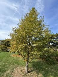 Image result for Metasequoia glyptostroboides