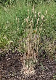 Image result for Megaloprotachne