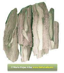 Image result for Croton polytrichus