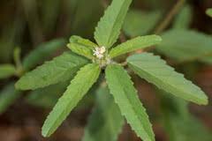 Image result for Croton longipedicellatus