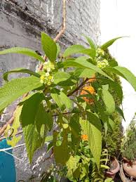 Image result for Lippia javanica