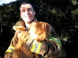 15 Pictures of Cats Saved by Firemen
