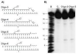 Hydrolysis Of Rna 1 By Imidazole Conjugated Oligonucleotides The Download Scientific Diagram