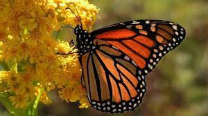 Mariposas Caracteristicas Y Curiosidades Cienciaybiologia Com