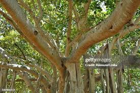 Image result for Ficus virens