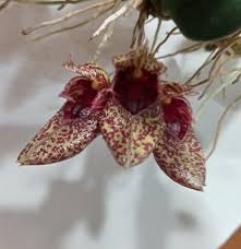 Image result for Bulbophyllum elliotii