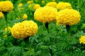 Never miss a birthday or anniversary again !! Fresh Marigold Flowers Buy Fresh Marigold Flowers In Bijapur Karnataka