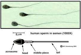 Inspect any ruler or if those are a little tough to do, take a look at human hairs instead, which range from 18 micrometers viruses range from 50 and 200 nanometers in size. How Small Is A Human Cell Quora