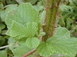 Image result for Rubus ellipticus