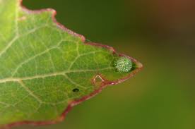 Image result for Limenitis populi