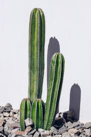How long a cactus can go without water depends upon several factors and is not the same across all the cacti out there. How Long Can A Cactus Live Without Water Succulents Network Cactus Cactus Plants Cactus Flower