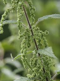 Image result for Urticaceae