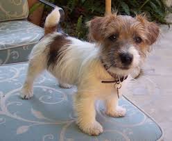 One Of Our Previous Puppies Crumpet Jack Russell Jack Russell Terrier Jack Russell Dogs