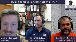 How Pig Removal Affects Turkeys