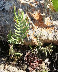 Image result for Pellaea dura