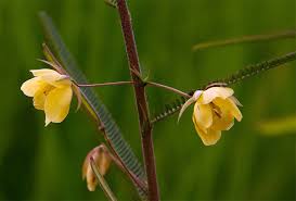 Image result for Chamaecrista mimosoides