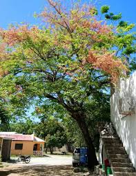 Image result for Cassia grandis
