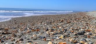 Sandbridge beach has a relatively mild tidal range, with water rising between three and six feet, depending on the lunar cycle. Shelling Tips For North Carolina S Brunswick Islands Visitors