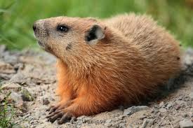You may hire or buy a live trap as they are readily available. Living With Wildlife Groundhogs Ontario Spca And Humane Society