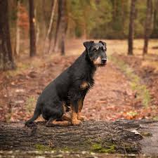 Image result for jagdteriér