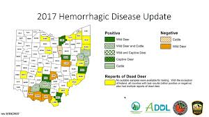 Facts On Epizootic Hemorrhagic Disease In Deer Mossy Oak