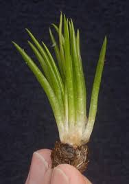 Image result for Isoetes welwitschii