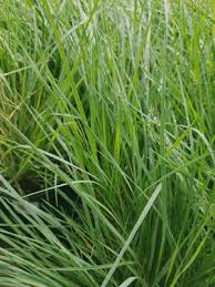 Image result for Melinis nerviglumis