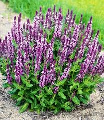 Salvia Pink Profusion Top Qualitat Kaufen Baldur Garten