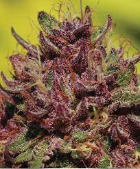 Greenpoint seeds' purple mtn majesty description Purple Mountain Majesty Humboldt Seed Company Cannabis Strain Info