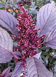 Image result for Amaranthus