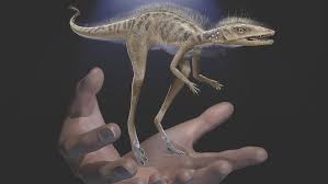 Image result for Dinophora spenneroides