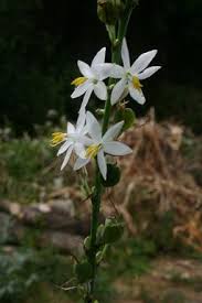 Image result for Chlorophytum krookianum