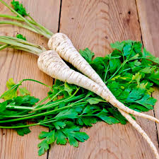 Image result for Petroselinum