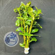 Image result for Nesaea minima