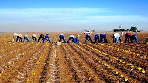 Free for commercial use no attribution required high quality images. When The Chips Are Down Potato Maize And Rice Crop Yields Set To Fall Our World