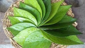 One report shows that the united states spent $309.5 billion on prescriptions last year alone. 5 Health Benefits Of Chewing Paan Or Betel Leaves Nobody Told You About Lifestyle News