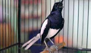 Cara Membedakan Kacer Tipe Panas Dan Kacer Tipe Dingin Dengan Tepat Pamankicau