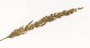 Image result for Sporobolus coromandelianus