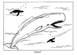 Maybe you would like to learn more about one of these? Free Printable Whale Coloring Pages For Kids