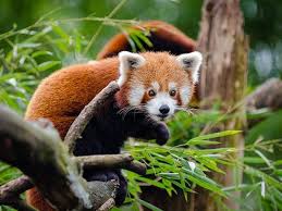 Wild Life Trails In India Animals Endangered Wildlife Wildlife Of India
