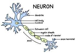 Neurons Nerve Cells Structure Function Types Simply Psychology