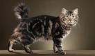 American Bobtail cat Pictures and Information - Cat-Breeds