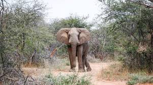 Read latest ✓breaking news in laikipia county✓ and stay tuned for scandal news, photos and videos from laikipia county. Laikipia Residents Push For Relocation Of Marauding Elephants Capital News