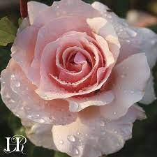 Lady Jane Grey Planting Roses Heirloom Roses Rose