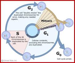 We did not find results for: Plant Cell Division