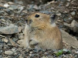 ⬤ farm animals picture vocabulary with pronunciations. New Species Of Rabbit Like Pika Discovered In India