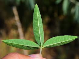Image result for Cleome schimperi