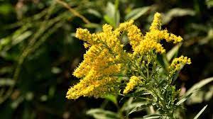 Goldenrod Flower Essence Best Flower Wallpaper