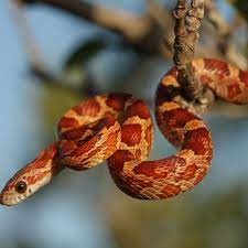In the wild, they usually live around six to eight years, but in captivity can live to an age of 23 years or more. A Guide To Caring For Pet Corn Snakes