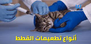 أنواع تطعيمات القطط سلسلة اللقاحات الأساسية وكل ما تحتاج معرفته 2021 whiskers egypt